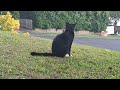 Angry Bird Yells At Tuxedo Cat Tuxedocat