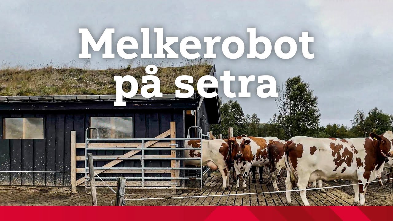 Melkerobot på setra