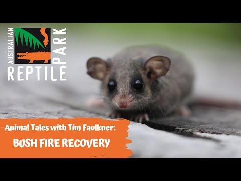 image-Do opossums live in Australia?