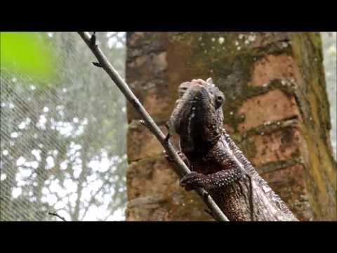 Malagasy giant chameleon eats cricket