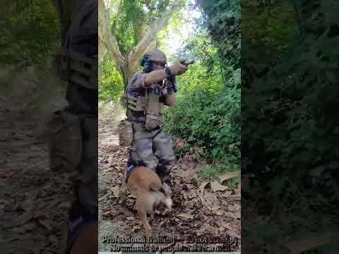 They train to protect us, not themselves.#dogs #k9sof #k9 #doglover#fyp