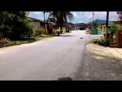 HSP brontosaurus top version