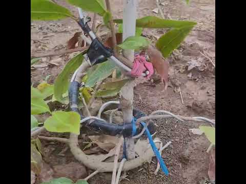 mô hình trồng mai đạt kinh tế và hiệu quả cao