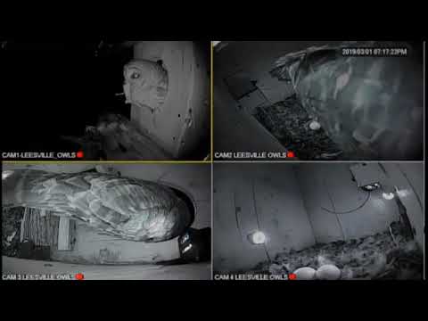 leesville barred owls  3/1/20  crayfish