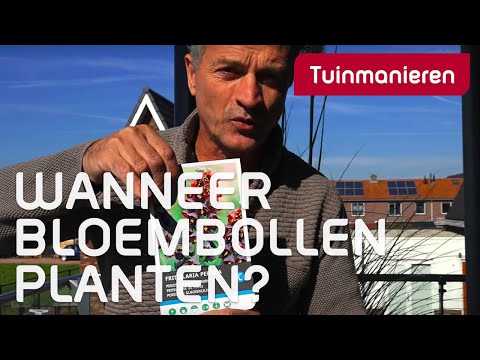 Wanneer zet je je bloembollen in tuin of bak? In de herfst.