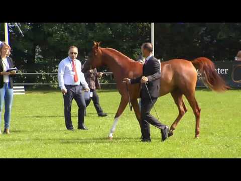 N.22 NAPHIS MASAI MARA - Ströhen 2017 C-Show - 2 Years Old Fillies (Class 4A)