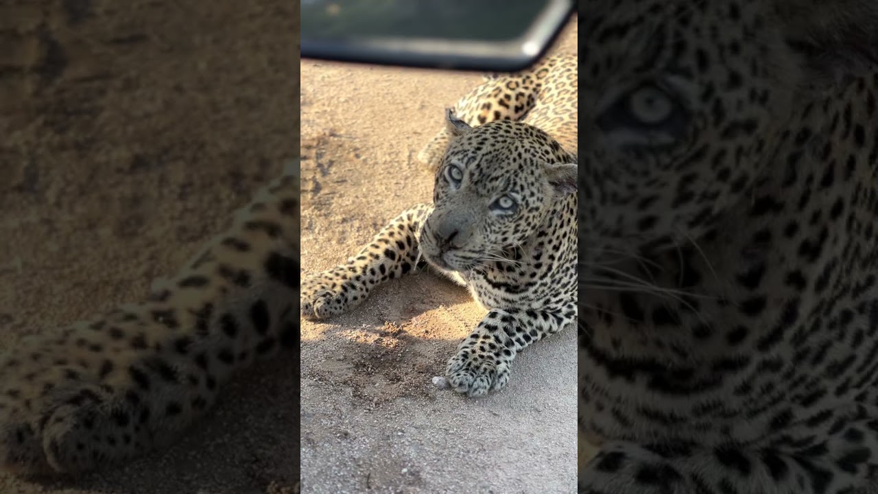 A Close-up View of Leopard Behavior!