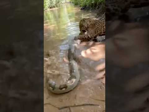 Un leopardo enfrenta a una anaconda frente a nuestro safari 😱 | Encuentro salvaje