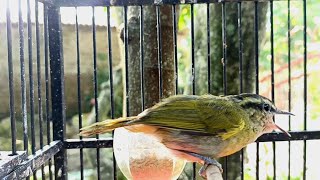 Download lagu GACOR LANTANG BURUNG CIKRAK DAUN mp3