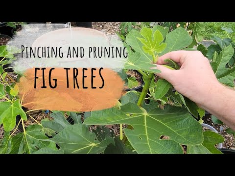 Pruning and Pinching Fig Trees. Why, How and an Experiment