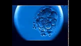 "Pheromone" - The Fearless Sound Corporation