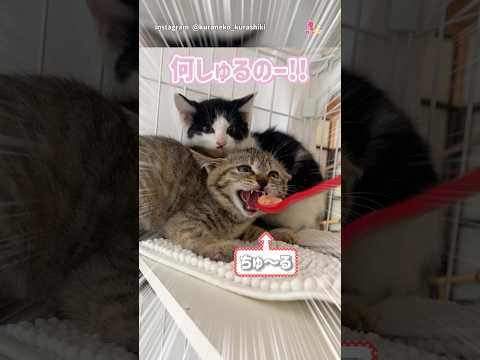 保護猫、初めてのおやつに警戒マックス！からの…？