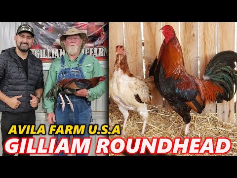 Gilliam Roundhead Hatch kelso George Foster - AVILA FARM U.S.A Antonio Avila | Beautiful Birds