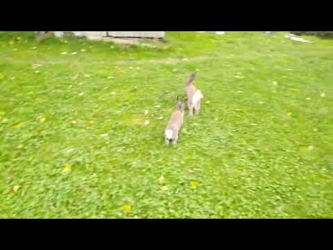 FARMA KUNIČA MAX BELGIJSKI Orijaši. rabbit zečevi