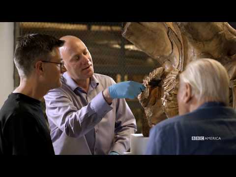 Jumbo's Terrible Toothache | Attenborough and the Giant Elephant | BBC America