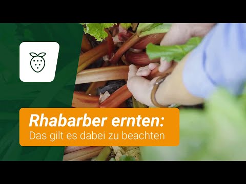 Rhabarber ernten: Das gilt es dabei zu beachten