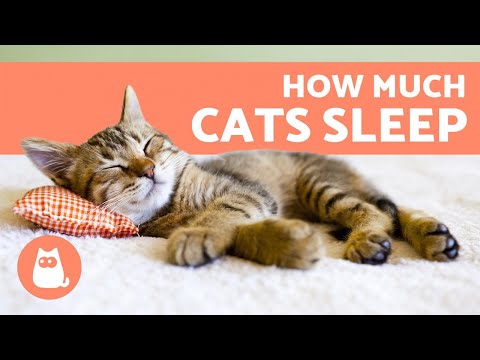 How Much Do Cats Sleep Per Day? 🐱 - Kittens, Adults and Seniors