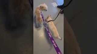 Video preview image #1 Chihuahua-Unknown Mix Puppy For Sale in Pleasanton, TX, USA