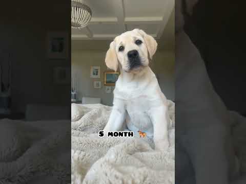 one month Vs 1 year transformation Labrador #feed #labradoor #dog #shots #trasformation #doglover