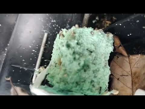 Not Mice But Ants in Rodent Bait Station in Piscataway, NJ