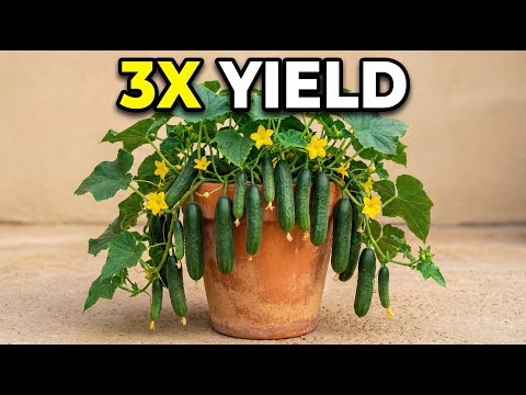 The Cucumber Growing Secret That Tripled My Yield Overnight