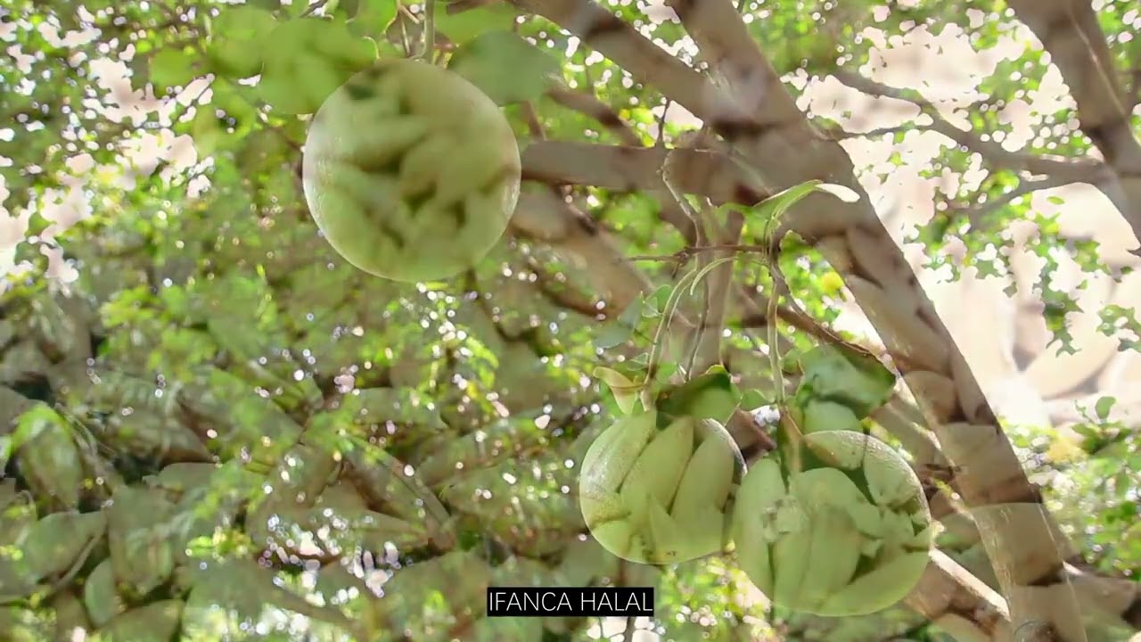 Michelia Alba DC. Essential Oil – A Luxurious and Refreshing Floral Essence