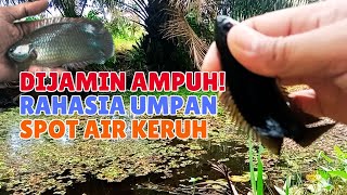 Download lagu Rahasia Umpan Mancing Ikan Betok di Air Keruh, Dijamin Ampuh! mp3