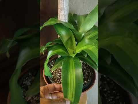 Growing a Dracaena Corn Plant from cuttings