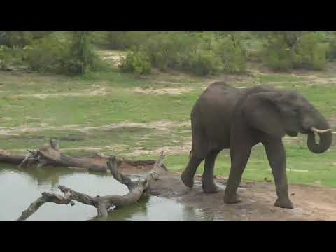 Djuma: Lone Elephant bull comes thru not long after others - 06:04 - 12/29/18