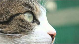 [everysing] CAN YOU CELEBRATE ? -アルバム「Concentration 20」より-