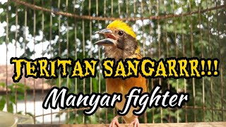 Download lagu JERITANNNN SANGAR MANYAR FIGHTER untuk pancingan Manyar bahan mp3 Download lagu JERITANNNN SANGAR MANYAR FIGHTER untuk pancingan Manyar bahan mp3