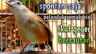 Download lagu spontan saja pelanduk semak bisu ikut geger bersautan mp3