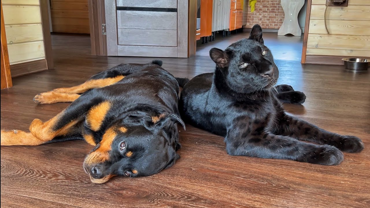 Venza at the clinic (ENG SUB)