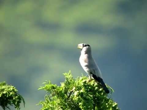 Glezg čiernohlavý (Eophona personata) — video o speve a chove