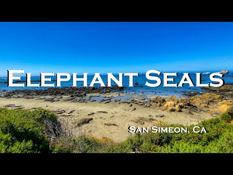 image-Where are sea lions near Hearst Castle?