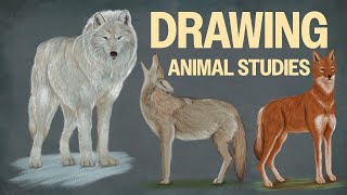 What I learned about wolves, jackals and coyotes