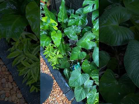 Instagram il daily stories und…. Pls do check #jishnuuthaman #plants #garden