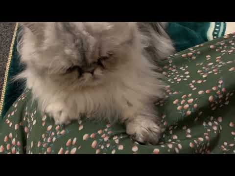 Blissful Moments: My Cats' Serene Purring During Prayer (Dua)