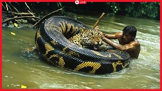 MARATONA: Predadores Letais da Amazônia | Documentários Completos | AO VIVO 4K