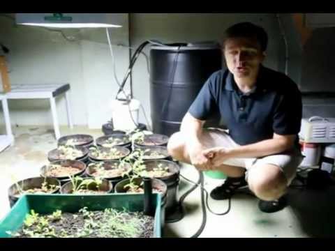 Ignore Counting Vegetable Carbs On Your Keto Diet Dr Berg