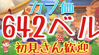 【あつ森】朝活カブ価642ベル島など　ライブ参加型