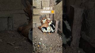 Lalinha com os pintinhos GSB #shorts