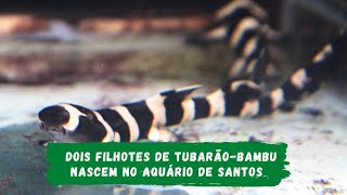 Dois filhotes de tubarão-bambu nascem no Aquário de Santos