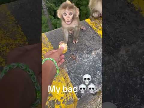 Baby monkey falls off cliff and mother attacks 😆