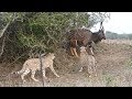 Cheetah Vs Nyala Bull The Battle For Survival