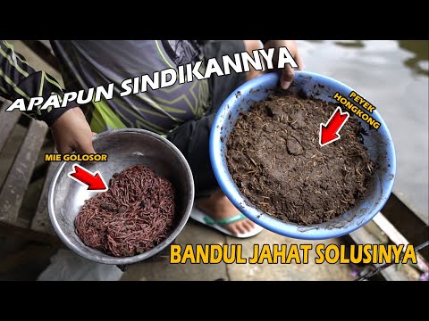 THE PENDULUM IS WRONG❗❗OUTSIDE NURUL BRO❗❗THE SYNDICATE OF CATFISH WORMS IS EVEN VERY INTO JHON 🔥🔥