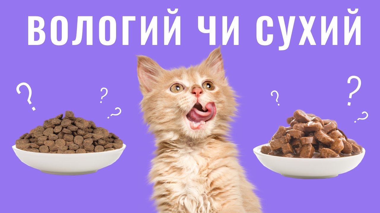 YouTube video preview