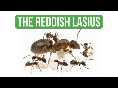 Come Prendersi Cura Di Lasius Emarginatus