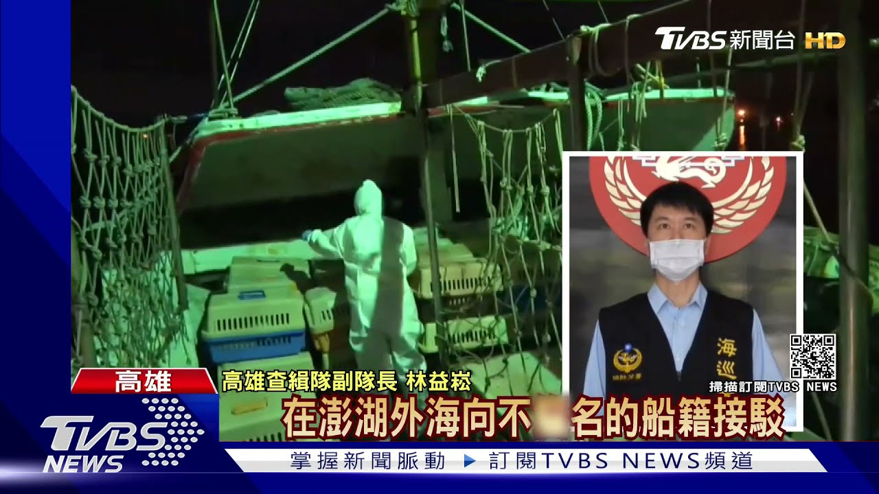 價值千萬! 漁船走私250隻名貴「喵星人」恐面臨人道安樂死