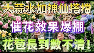 老花匠不外傳的祕密！大蒜水加它一起澆，花苞瘋長擋不住！#養花技巧 #大蒜水養花 #催花祕訣
